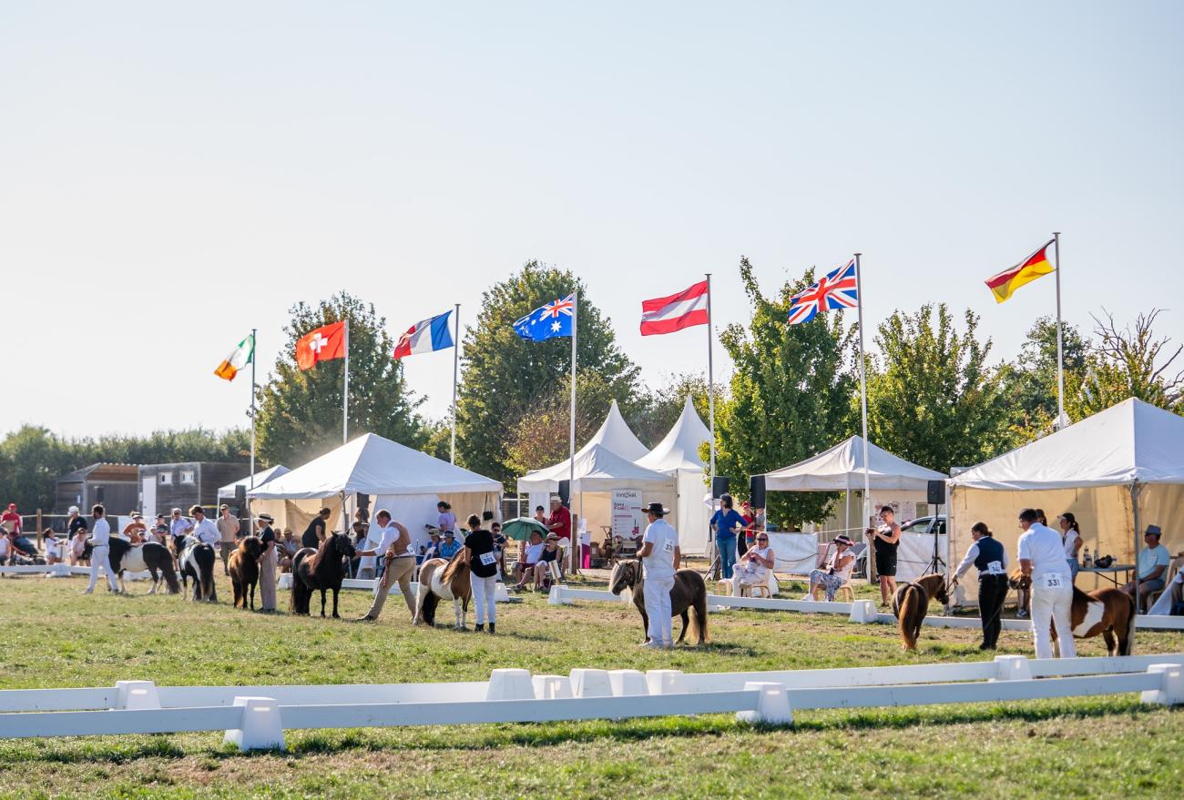 EasyFoal au cœur de l’International Shetland Pony Show !