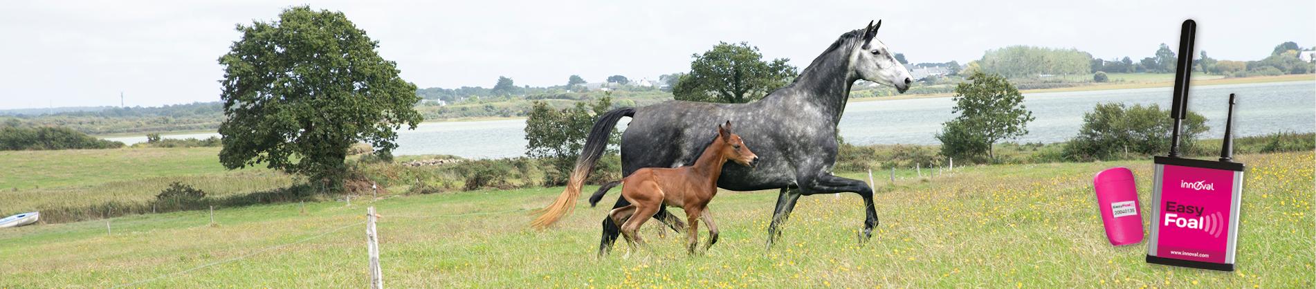 Easyfoal, efficiency and simplicity for foaling